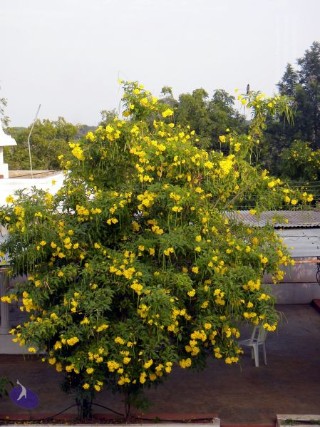 File:20100101 DSCN2450 CMP WM 0011.jpg