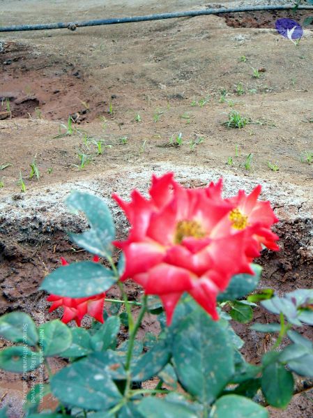 File:20100101 DSCN2451 CMP WM 0011.jpg