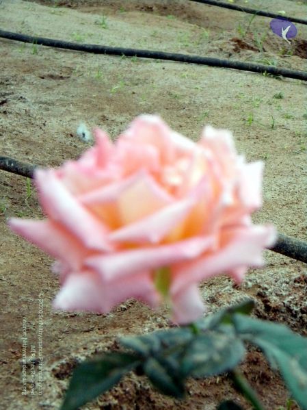 File:20100101 DSCN2454 CMP WM 0011.jpg