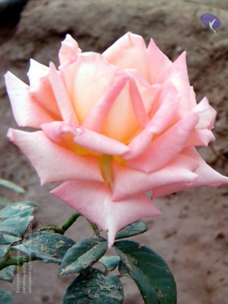 File:20100101 DSCN2455 CMP WM 0011.jpg