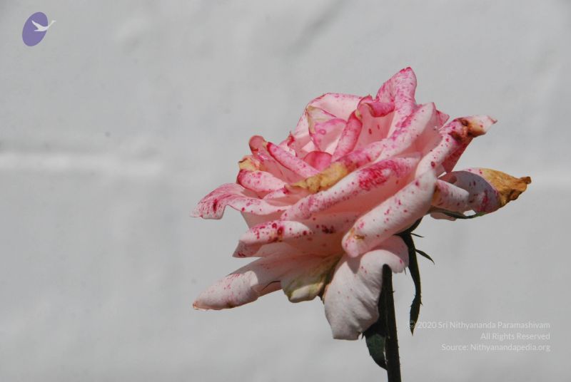 File:20100102 Photo 1730 1py7lFiOoHjEHsmVdYrCB7cnmYL3LUPDA.JPG