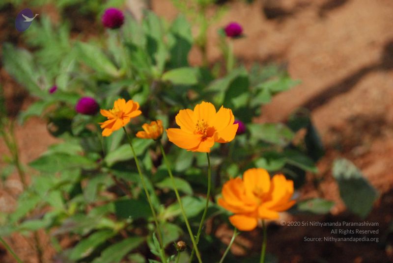 File:20100102 Photo 1731 14Vi8t6qt1qZKYg3nIT-mlSkRGuZi cR4.JPG