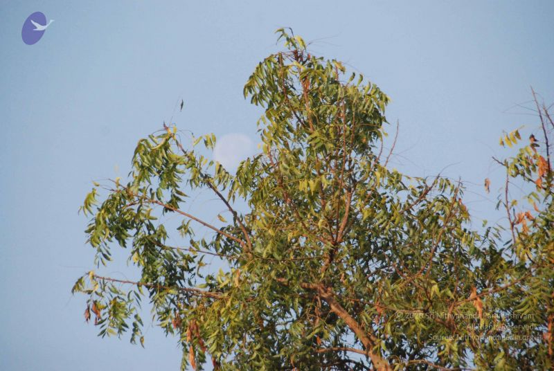 File:20100104 Photo 1046 1aAfSd 4Aap4K2xR 1l4uhMqijqfWUOcN.JPG