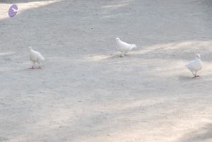 20100104 Photo 1051 1K607C7NPWcuJJQqewFdWAk40phrjafQQ.JPG