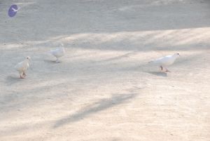 20100104 Photo 1053 11Ef-K4-v0dOoVLvoc1qknpzP3dannLSP.JPG