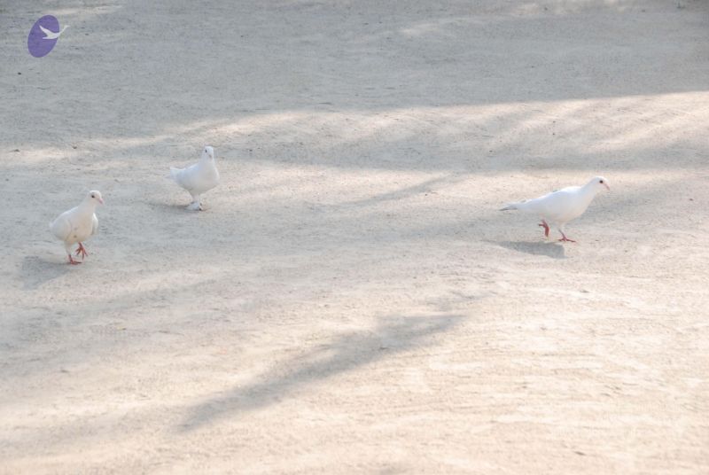 File:20100104 Photo 1053 11Ef-K4-v0dOoVLvoc1qknpzP3dannLSP.JPG