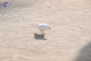 20100104 Photo 1055 1H2Ty9E2lhE4KKP70rGs2pCzAfcxLTU5H.JPG