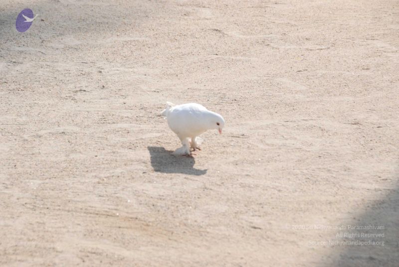 File:20100104 Photo 1055 1H2Ty9E2lhE4KKP70rGs2pCzAfcxLTU5H.JPG