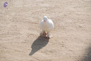 20100104 Photo 1058 1KLJLF8EMRInik8AHfehhHUavCMEYIOu6.JPG