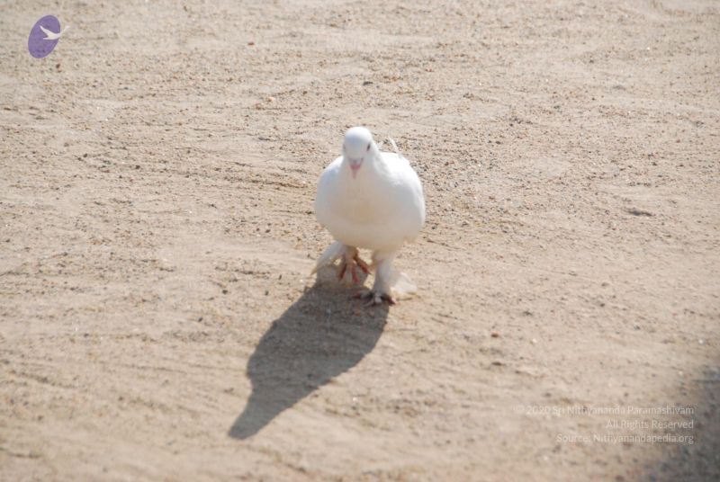 File:20100104 Photo 1058 1KLJLF8EMRInik8AHfehhHUavCMEYIOu6.JPG