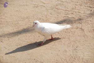 20100104 Photo 1065 1KUauXRUKVjOZ0oPnBmv5e7PPMovoI4FU.JPG