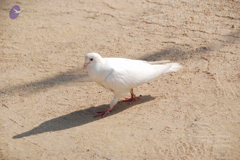 File:20100104 Photo 1065 1KUauXRUKVjOZ0oPnBmv5e7PPMovoI4FU.JPG