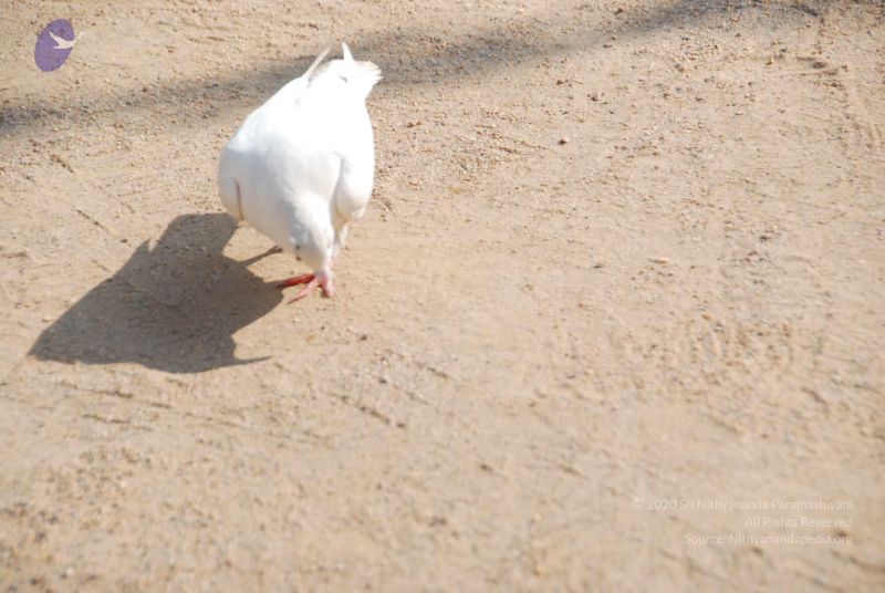 File:20100104 Photo 1066 1gROsh--ctQNVHSWYISQkaBhEd78mlflw.JPG