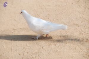 20100104 Photo 1068 1SkhcBJSObsGD6KJWIYFuaDMubIat6LCA.JPG