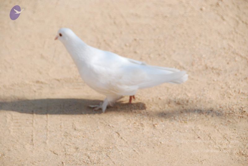 File:20100104 Photo 1068 1SkhcBJSObsGD6KJWIYFuaDMubIat6LCA.JPG