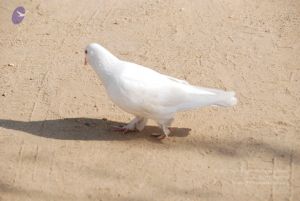 20100104 Photo 1069 1f-zIF63KSszElN-AmK8EJZWALrvN4Fy1.JPG