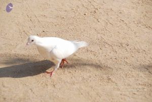 20100104 Photo 1070 1-Lpyk k17nkovNTFTi6zElLe1mYK8nnK.JPG