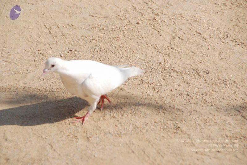 File:20100104 Photo 1070 1-Lpyk k17nkovNTFTi6zElLe1mYK8nnK.JPG