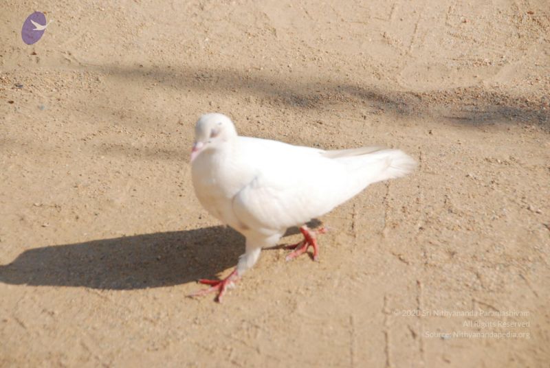 File:20100104 Photo 1071 1VYHLBhtBxqqwIbONlQWAkxAmXE5dJ80L.JPG