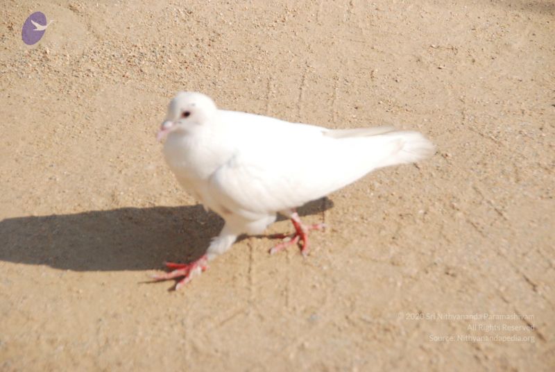 File:20100104 Photo 1072 19xeEDAlHzK78bJlba-LHv gOa9AJO5bt.JPG