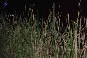 20100104 Photo 1084 1BwGFU52PyP2e6hzxhiGkShGqmcAWjJYm.JPG