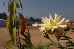 20100104 Photo 1091 1jWc5dzpUAwYw2TZ9pFmKZt9jPy8nCmQg.JPG