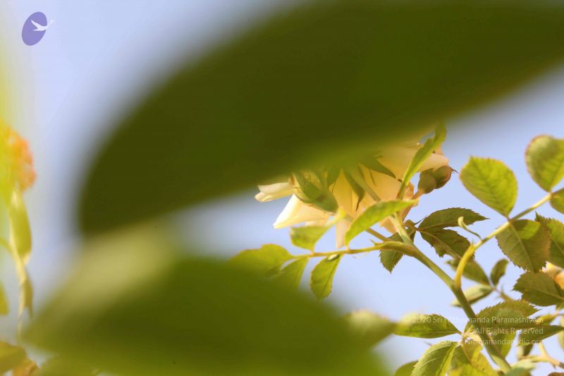 File:20100104 Photo 1092 1d5Zwql4BOf9oV0Own9QYikbzMhElcNHo.JPG