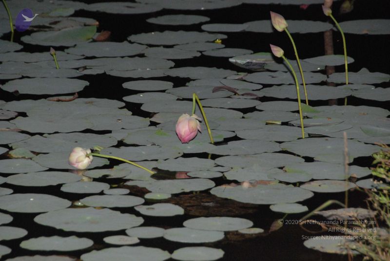 File:20100111 Photo 1304 1DIy09Ktg7lLofMDmuV1uicfiLHf-Xb8L.JPG