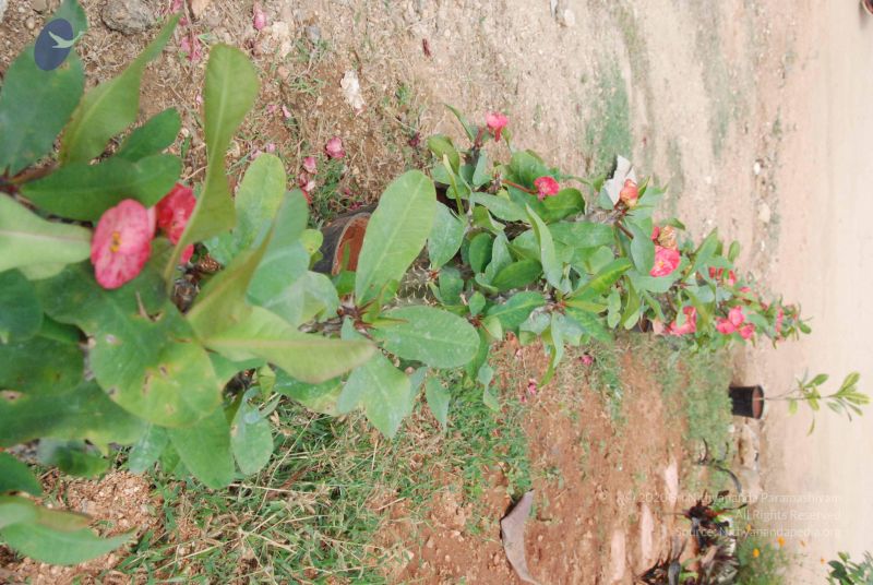 File:20100113 Photo 1043 1KfUC9Psj3SAyl1R-NuLUZhCkLh-98F M.JPG