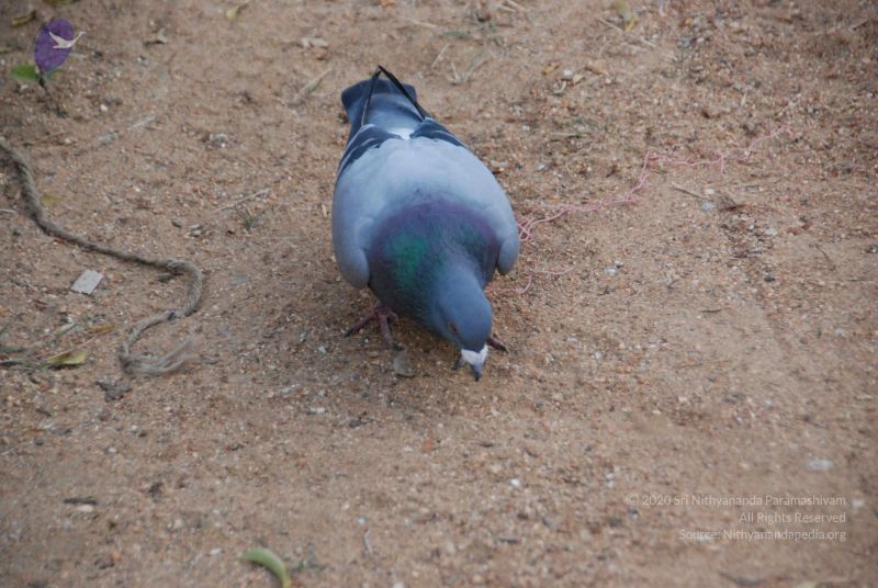 File:20100113 Photo 1127 1ZoO3Fi9gecnz-V52MIaejE3EqRQc4rVb.JPG