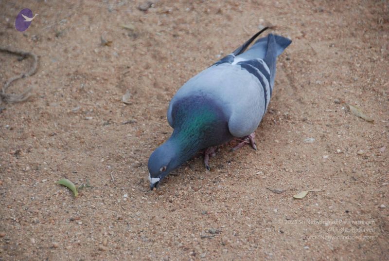 File:20100113 Photo 1129 1ze4XRt5InQp9LntqboJNcpQKe7Sn-CRR.JPG