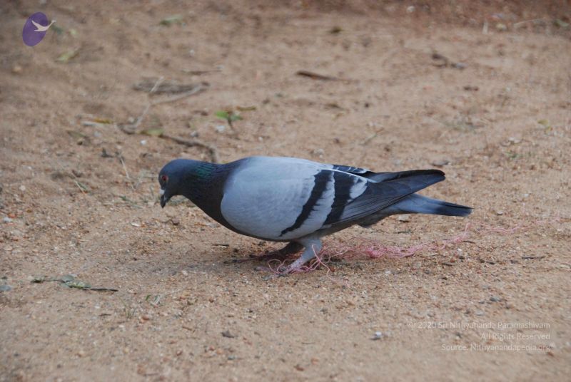 File:20100113 Photo 1132 1X2XO2DdWKKq kbiWhsAGviA4As3VT90W.JPG