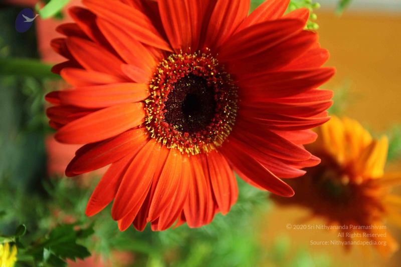 File:20100122 Photo 1605 1FbomL-DK9xrTe3DosQe748gpnJrh1YGn.JPG