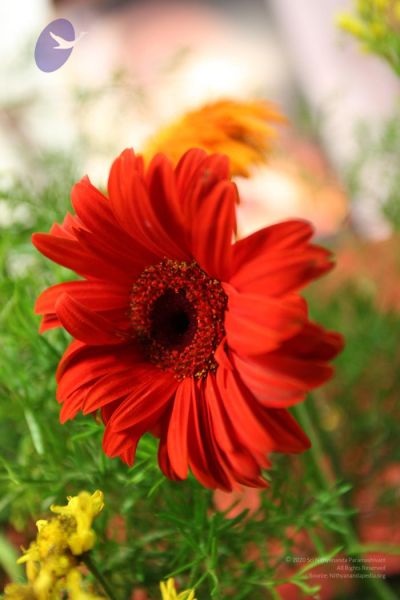 File:20100122 Photo 1633 1FslxfIDBQF7nRwXwTwXf4a22EpwUH9Wo.JPG