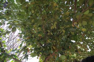 20100208 Photo 1016 1kKBwWMaDjMGY -RpbqpuZaZXzSSXB7z7.JPG