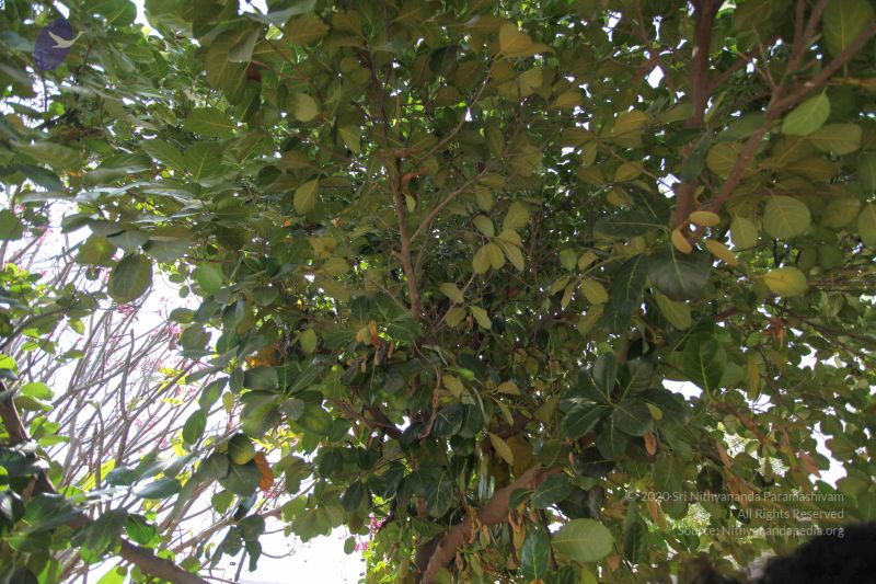 File:20100208 Photo 1016 1kKBwWMaDjMGY -RpbqpuZaZXzSSXB7z7.JPG