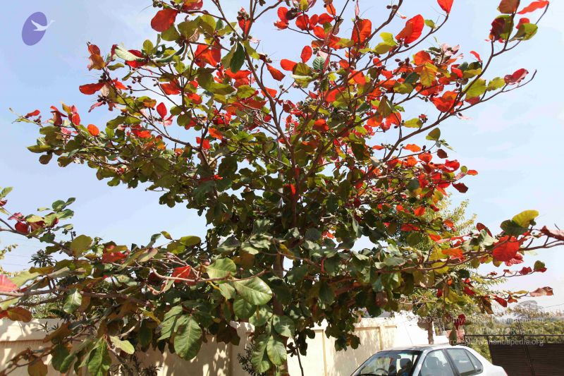 File:20100208 Photo 1097 1V-H3jMlFZkYhhPii0bg3cJ wUONiJyu9.JPG