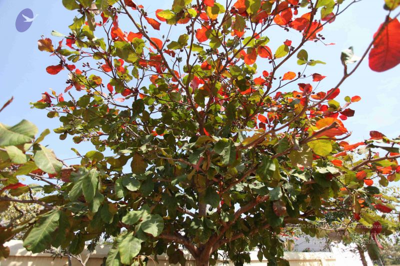 File:20100208 Photo 1098 1fiXK18m656VKNW7JH4bOVhYIPreft8Ji.JPG