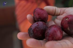 20100208 Photo 1103 1ceCobYSq-hBGjo48-m1XaZ1OsQk1e4Z5.JPG