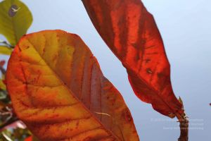 20100208 Photo 1105 1jmkFIKxjnpb7cnNUr21KhMp5PfbsiNVq.JPG