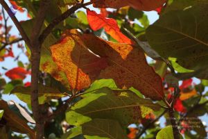 20100208 Photo 1106 1x3c 3gZydI-BIjjnUrd2WmApDYKLmv3X.JPG