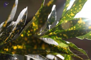 20100208 Photo 1108 19tnwI6Qmdregz8bb9kvKjVUFB943-FT .JPG