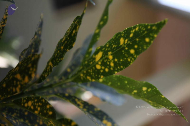 File:20100208 Photo 1110 1JC8OA088VjogYChtxo8CYSksVNEEzLXm.JPG