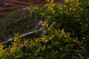 20100605 Photo 1030 1k-taA3C71AvAJa0MgCiHzKSCZi8Lb6I6.JPG