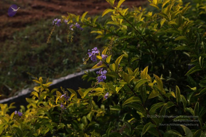 File:20100605 Photo 1030 1k-taA3C71AvAJa0MgCiHzKSCZi8Lb6I6.JPG