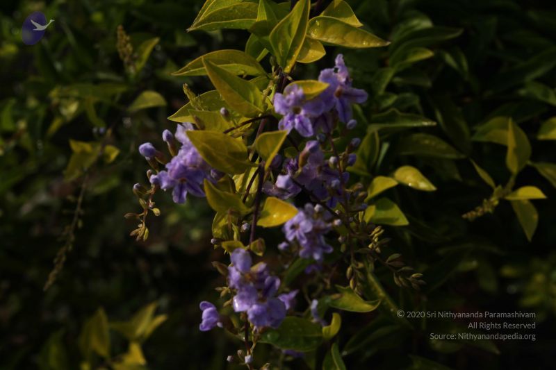 File:20100605 Photo 1031 1fBAFD0IHFJbuOAVjHSeeZ9j0h5cGltx-.JPG