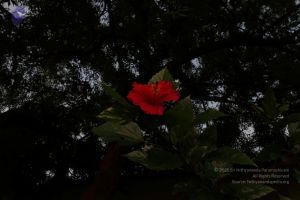 20100605 Photo 1034 1WOuPljbQPJUvTlpvZzBUqcu0sSTyruY5.JPG