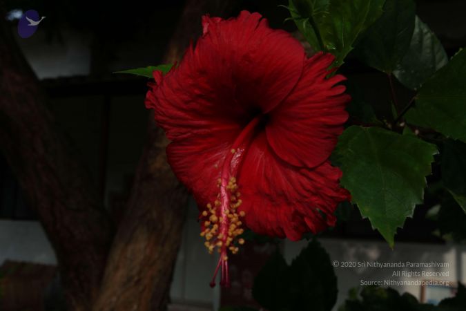 20100605 Photo 1035 1DmZnPTVYjL2jSN0FlAqtjLYS2hBkklwe.JPG