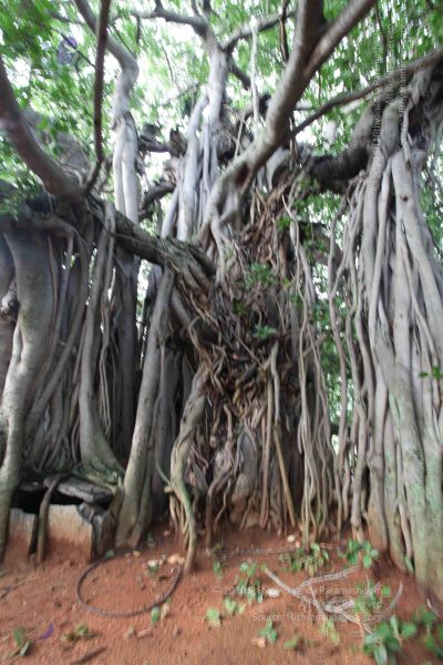 File:20100605 Photo 1059 1J-pIG47EvzF4TdOLlmuvL3S1aenQeWzl.JPG