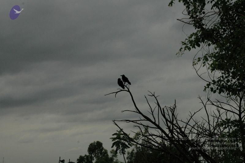 File:20100611 Photo 1006 14RJIQuhUtJugq5E3aOdMNHZMhSEuI3bo.JPG